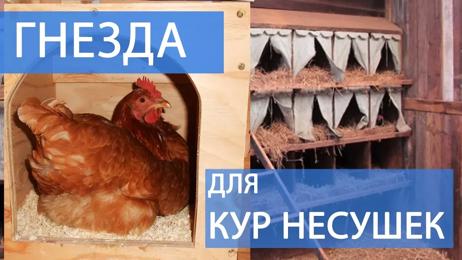 картинка для поста Гнезда для кур несушек с яйцесборником своими руками фото размеры