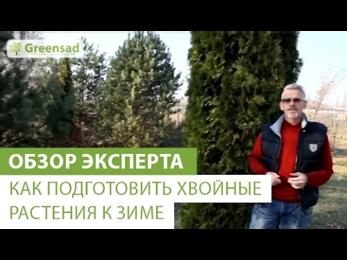 картинка для поста Как укрыть туи на зиму