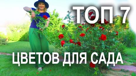 картинка для поста Многолетние цветы фото