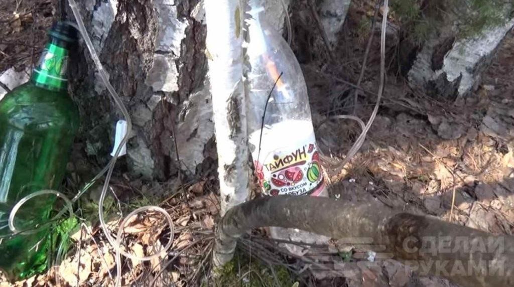 картинка для поста «Капельная» система сбора березового сока