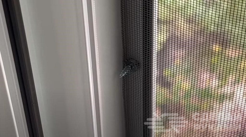 картинка для поста Не нужно никакой рамки: лучший способ крепления москитной сетки